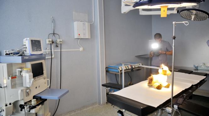 siamezele din constanta internate la marie curie au murit