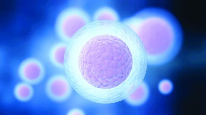 liber la editarea genetica a embrionilor umani