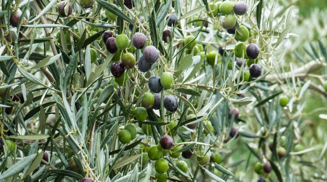 garda financiara din italia a confiscat 2 000 de tone de ulei de masline