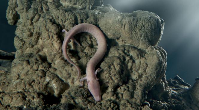 video galerie foto dragonii din pestera postojna biologii spera la o noua generatie de pui