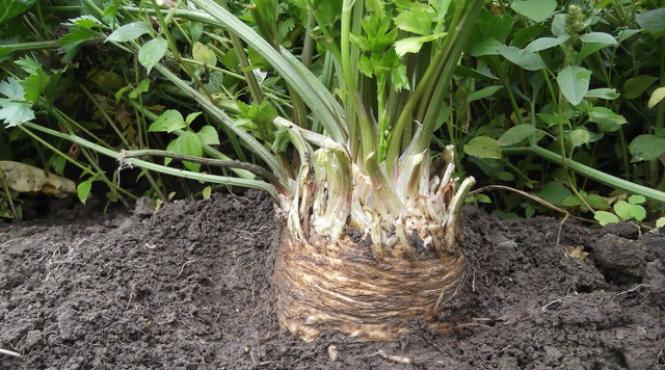 slabeste rapid dieta cu telina