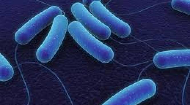 ce este e coli si cum se poate preveni infectia cu aceasta bacterie