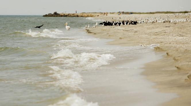 la vadu si corbu se vor infiinta plaje turistice