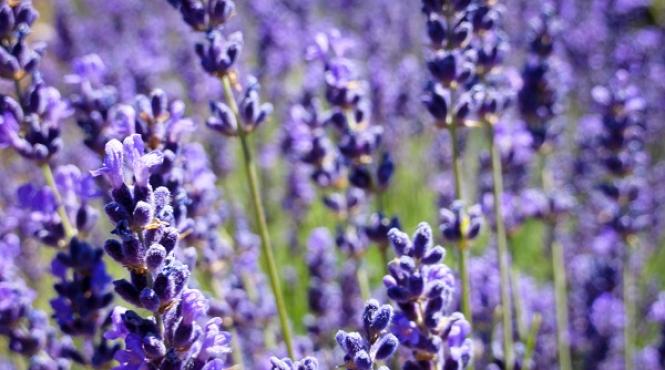 tehnologia cultivarii plantelor medicinale lavanda o cultura cu parfum de castig