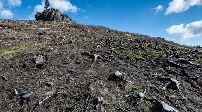 cancerul defrisarilor ne distruge padurile