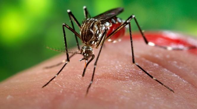 institutul cantacuzino tantarul vector pentru transmiterea zika a fost identificat in septembrie in zona bucurestiului