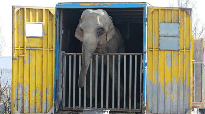 vier pfoten un elefant si un hipopotam ai unui circ tinuti in parcarea unui hipermarket din capitala in stare deplorabila