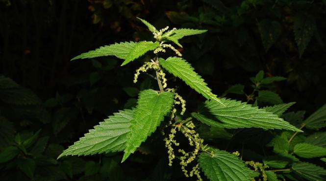 cele mai bune remedii ca sa scapi de pietrele la rinichi