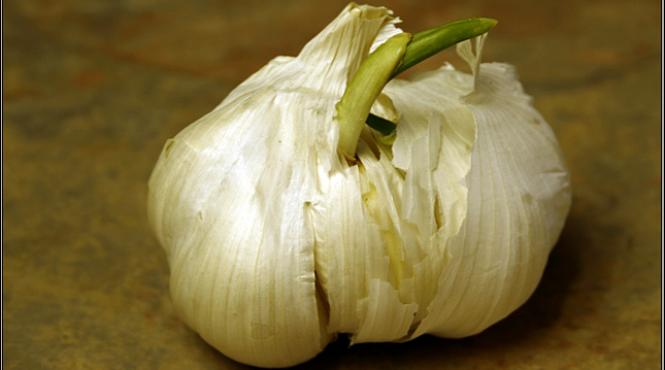 iata de ce nu ar trebui sa aruncati la gunoi usturoiul incoltit