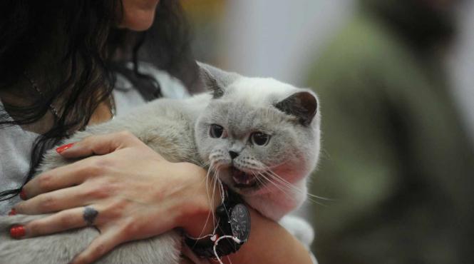 sofisticat de primavara s a deschis la romexpo