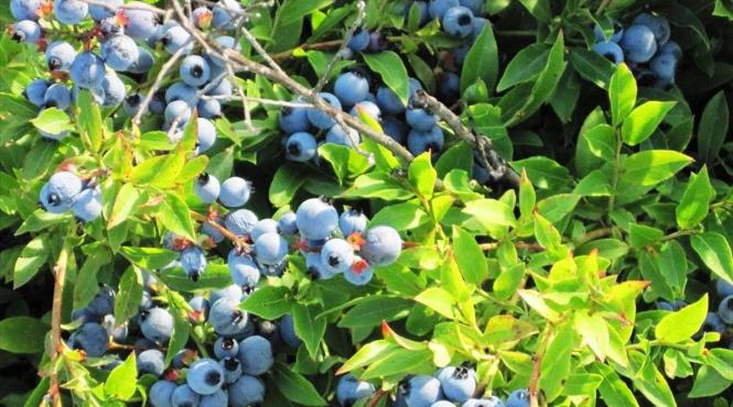 sfaturi naturiste castanul si afinul eficiente in varice si hemoroizi