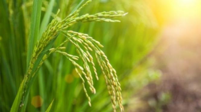 sfaturi pentru agricultori ce se va schima in modalitatea de plata a subventiilor pentru agricultura din 2018