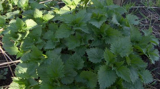 tratamente naturiste 10 boli si 10 retete care folosesc urzicile in scop terapeutic