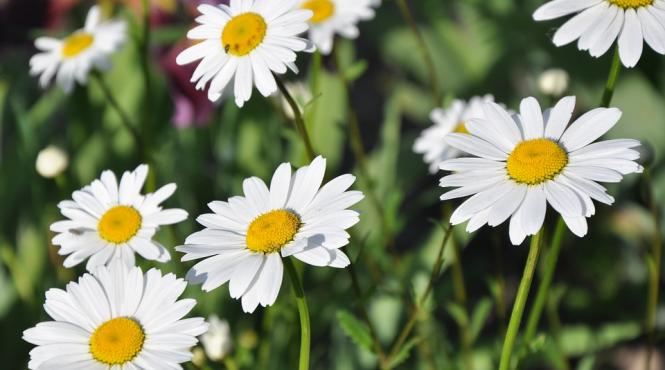 cele mai bune remedii anti arsuri