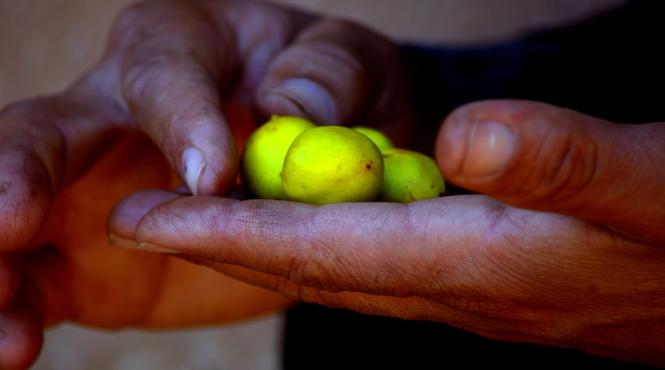 efectele minunate ale uleiului de argan