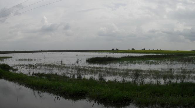 minunea din dambovita semeni rapita rasar lebede