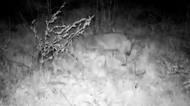 sacali din grindul lupilor prezentati on line iubitorilor de animale