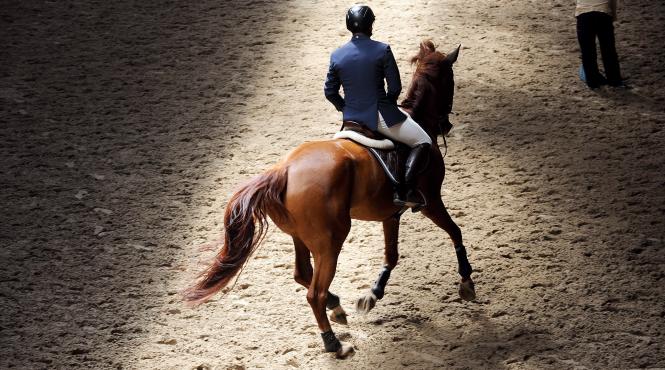 cei mai buni cai din romania s au intrecut la circuitul salonul calului 2016