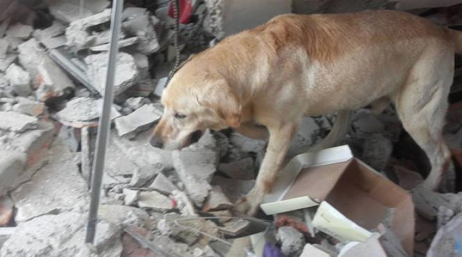 seismul din ecuador dupa ce a slavat 7 oameni a murit din cauza epuizarii