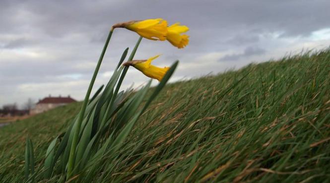 cod galben de vant in judetul sibiu