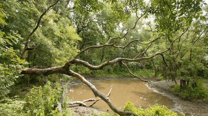 unic in romania padurea letea