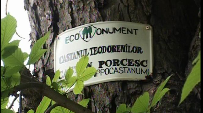 la iasi nici copacii simbol nu au pretuire castanul fratilor teodoreanu scriitori la un pas de disparitie iar un salcam centenar a fost taiat la ordinul viceprimarului