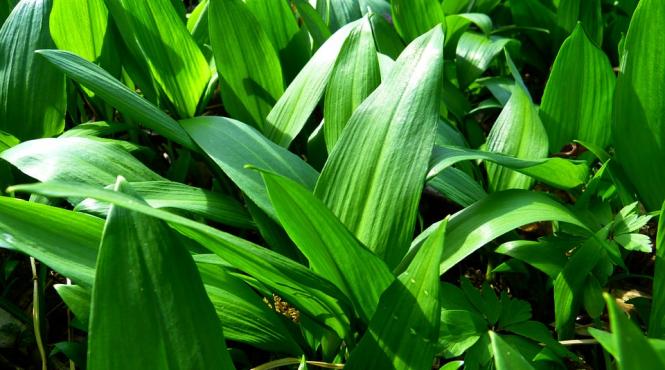 ce boli tratezi cu usturoi verde