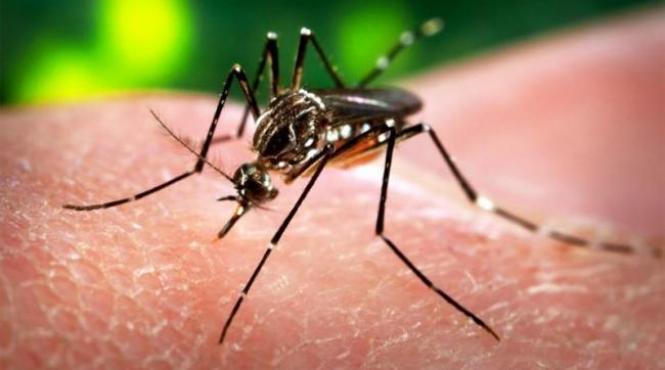virusul zika primul caz de contagiere pe teritoriul germaniei