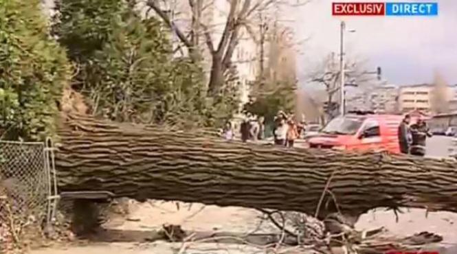 un copac doborat de vant a avariat o casa in judetul arad