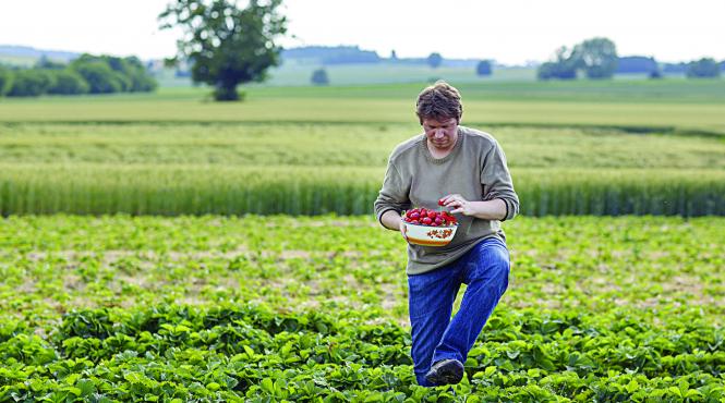 capsunile afacerea care ar putea da de lucru multor romani