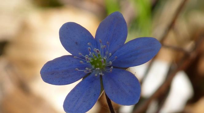 ce plante medicinale curata ficatul