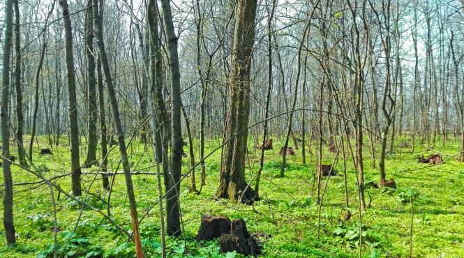 dezastru ecologic padurarii au pus la pamant si padurea snagov