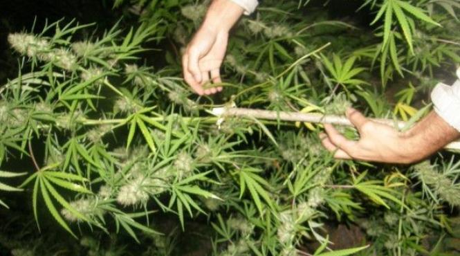 sot si sotie din iasi retinuti sub acuzatia ca aduceau droguri din spania