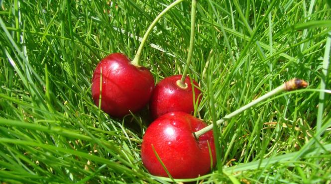 e anotimpul cireselor efectele umitoare asupra organismului