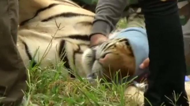 video a inceput evacuarea templului tigrilor din thailanda