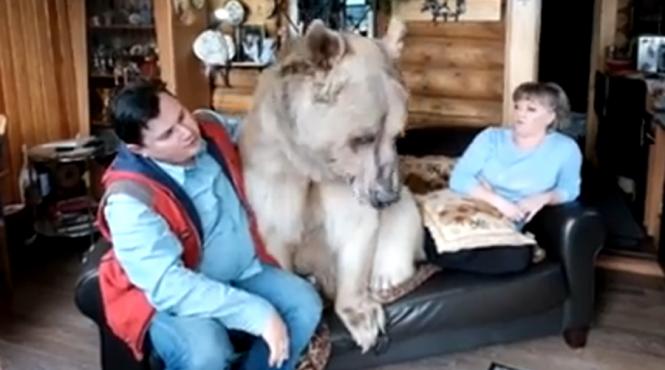 video doi rusi au ca animal de casa un urs de 136 de kilograme