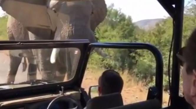 video emotii pentru arnold schwarzenegger in timpul unui safari