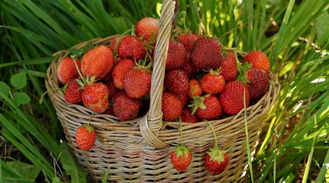 tratamente naturiste capsunile si beneficiile lor 11 motive care te vor convinge sa le consumi