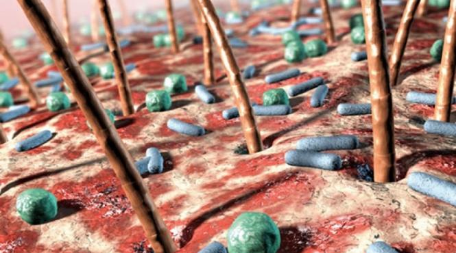 efectele dezastruoase ale antibioticelor asupra memoriei si imunitatii