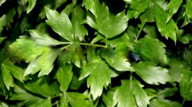 proprietatile minune ale leusteanului