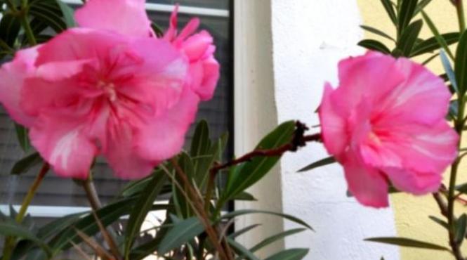 atentie la plantele ornamentale din locuinta top 3 flori periculoase care te pot ucide