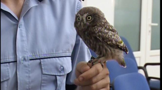 polirom bufnita care alearga dupa infractori