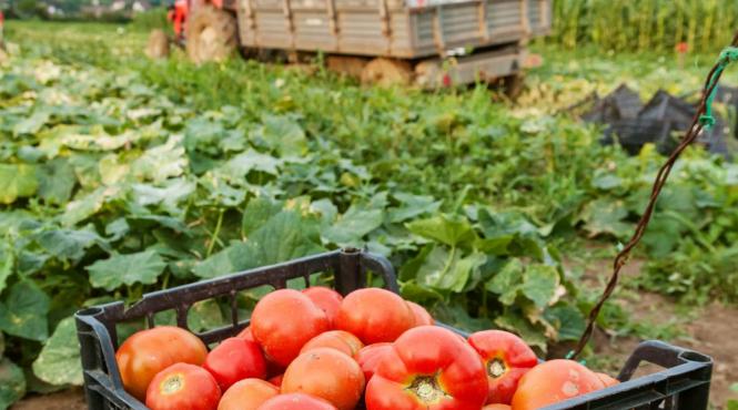 rosiile sunt premiante la subventii