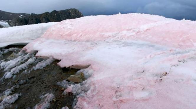 algele de zapada cu pigment rosu accelereaza dezghetul in zona arctica studiu