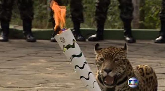 jo 2016 jaguar dintr o specie pe cale de disparitie impuscat in timpul stafetei flacarii olimpice felina era simbolul acestei editii