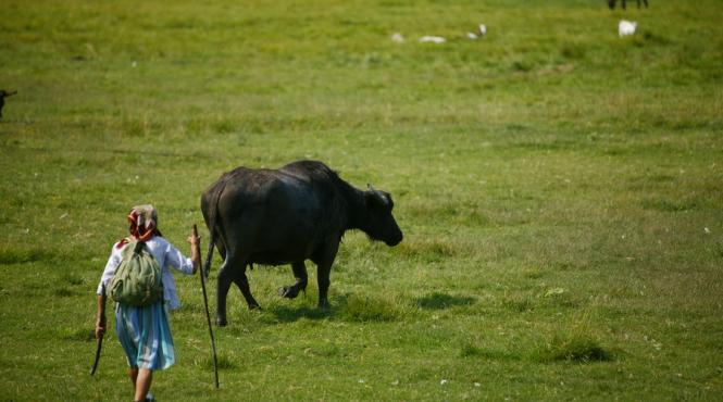 vaslui canicula face prima victima un batran a murit pe camp