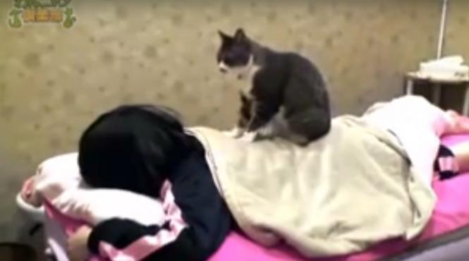 video intr un spa din japonia clientii pot fi masati de pisici