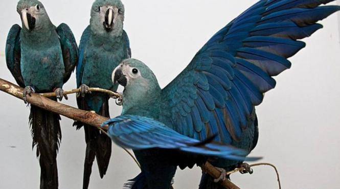 video un papagal dintr o specie disparuta a fost zarit in brazilia