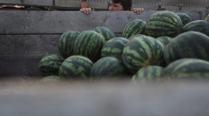 start pentru pepeniada romaneasca de dabuleni