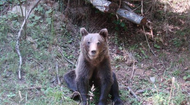 fetita de 13 ani ranita de un urs intr un camping din busteni